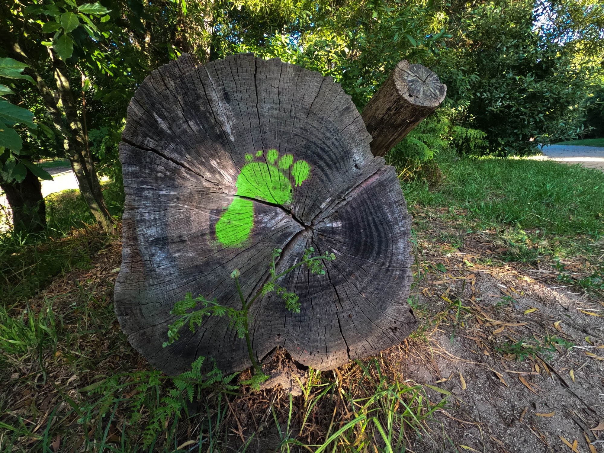 Green footprint on a tree