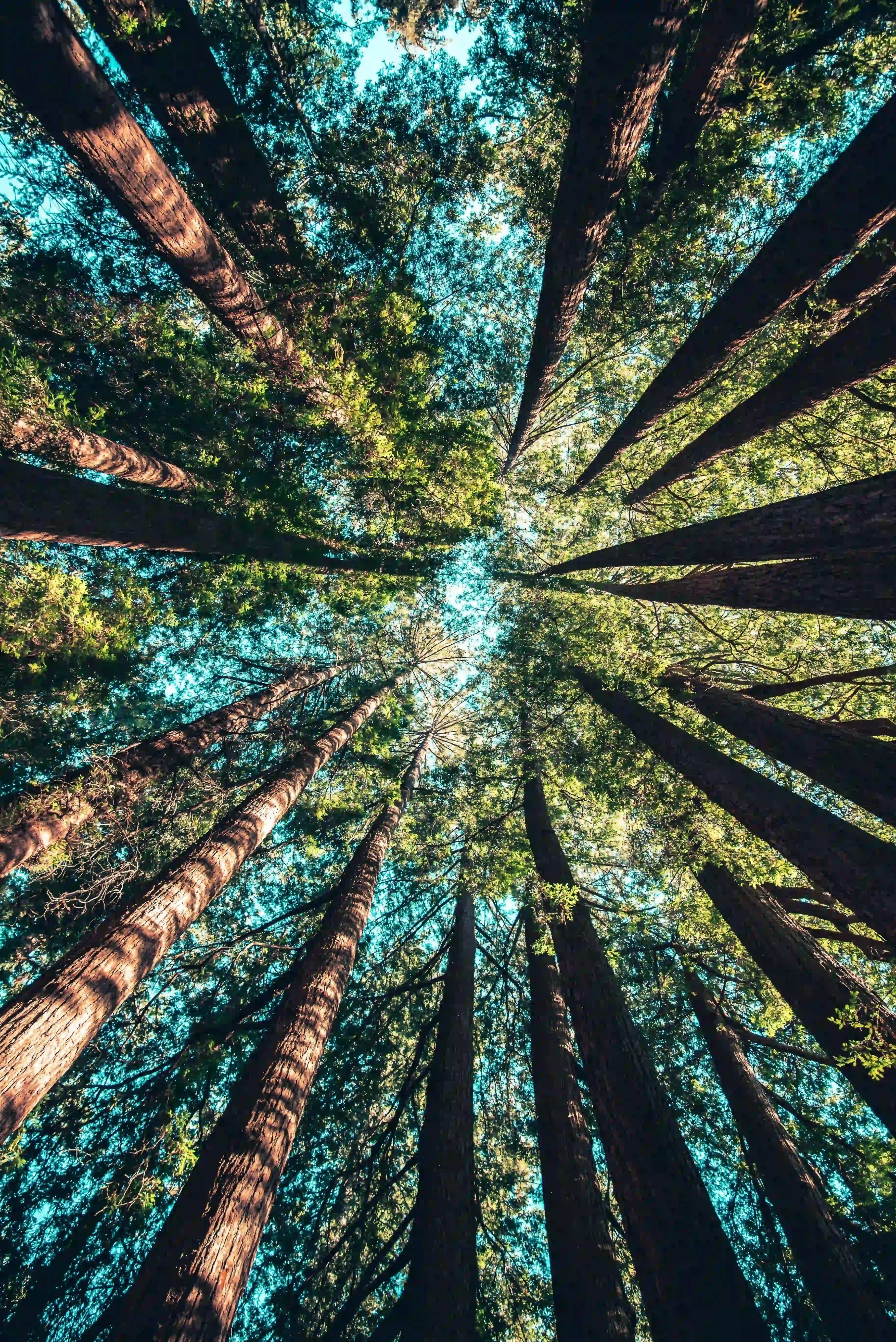 Forest roof from below